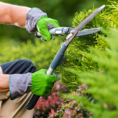 gardener