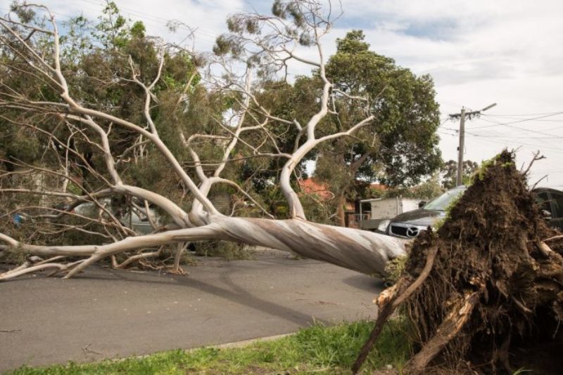 tree fall